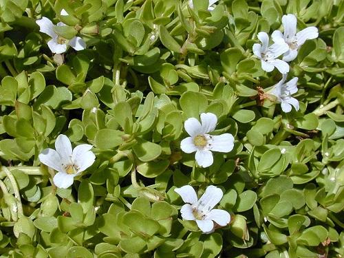 Cao bacopa là thảo dược cổ truyền, được người Ấn Độ sử dụng từ rất lâu đời