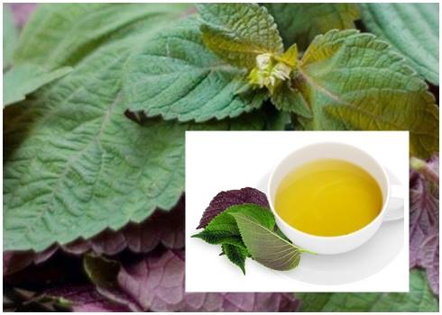 Nước tía tô có tác dụng thanh nhiệt, giải độc tố, bồi bổ và tăng cường sức khỏe
