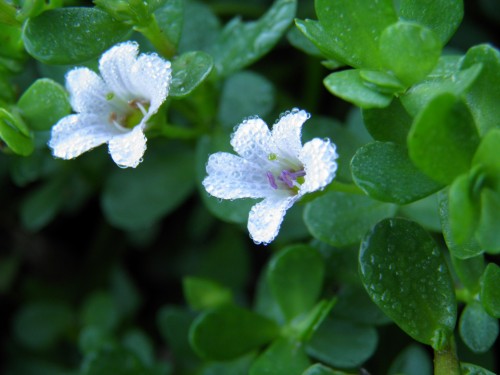 Rau đắng biển Rau đắng biển