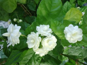 Hoa nhài chữa bệnh mất ngủ