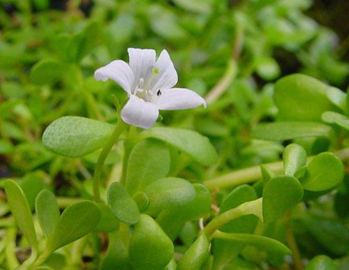 Cách điều trị thiếu máu não bằng đông y cực hiệu quả 2