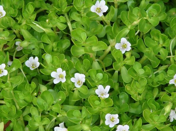 bacopa an do