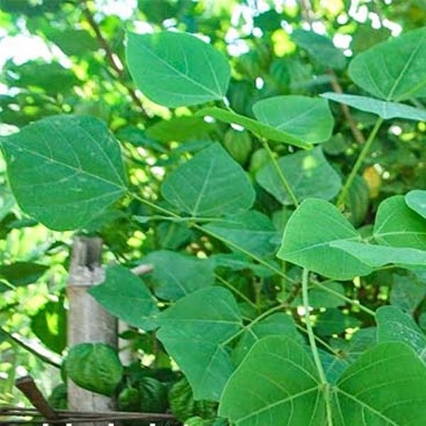 Cách chữa bệnh mất ngủ bằng phương pháp dân gian