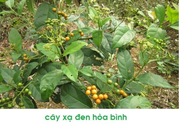 cay xa den