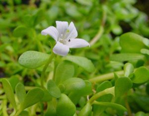 Điều gì làm nên ưu thế của Hoạt huyết bổ máu Đại Bắc