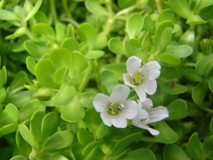 Cao bacopa giúp cải thiện trí nhớ