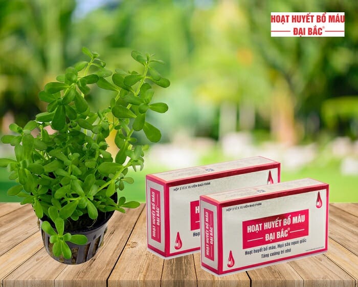 hoạt huyết bổ máu đại bắc với tinh chất cao Bacopa từ Ấn Độ